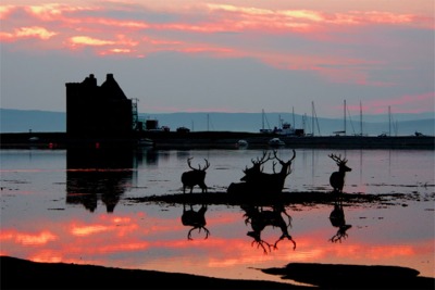 Red deer (Cervus elaphus) in Scotland